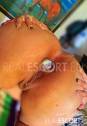 Vanessa Queen Anal
